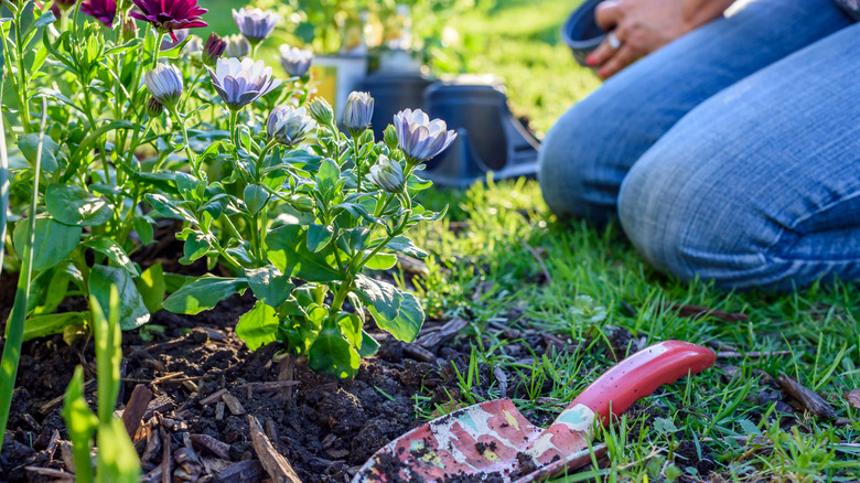 A person planting flowers
