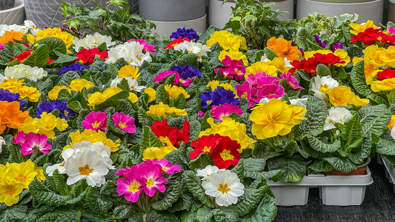 Perennials for sale at a nursery