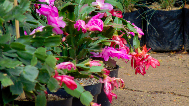 Heathy potted Christmas cacti bloom on a concrete patio.