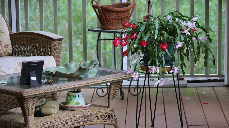 A blooming Christmas cactus sits on a stand in a shaded outdoor area.