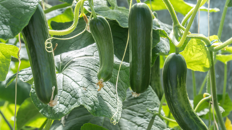 Cucumbers ready to be harvested