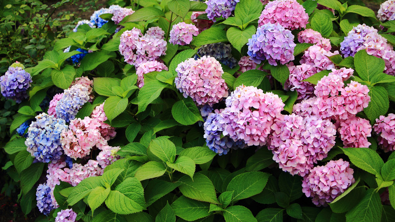 hydrangeas