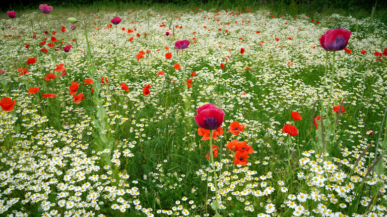 Red and purple poppies with daisies in a field