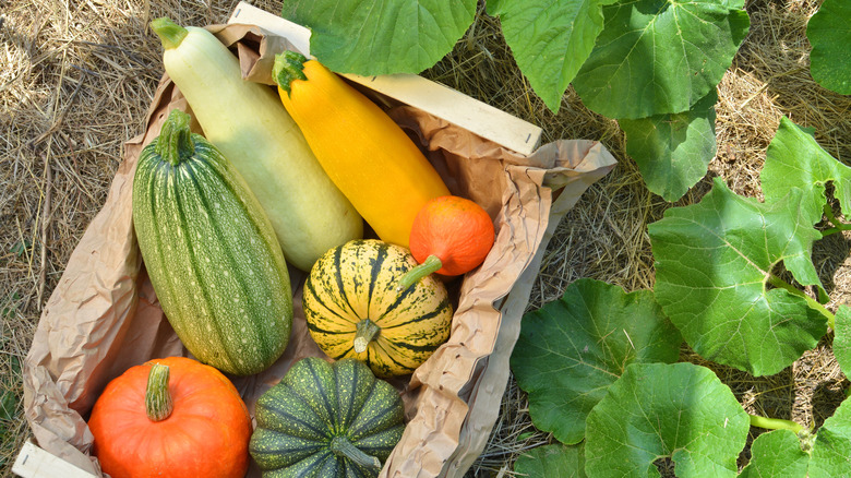 Different squash in a basket