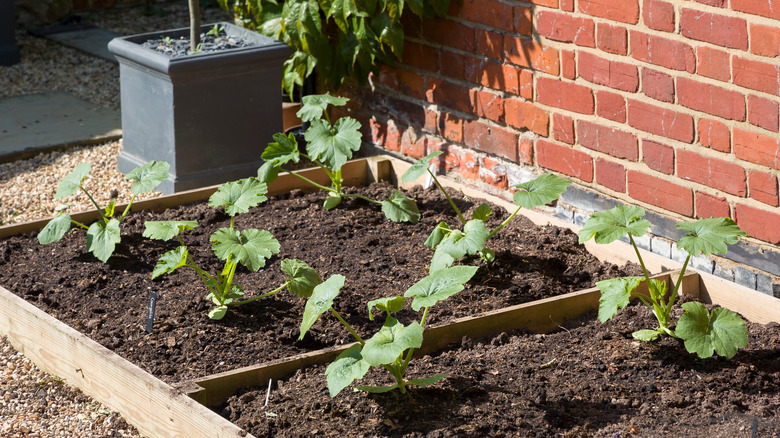 Zucchini squash growing in garden