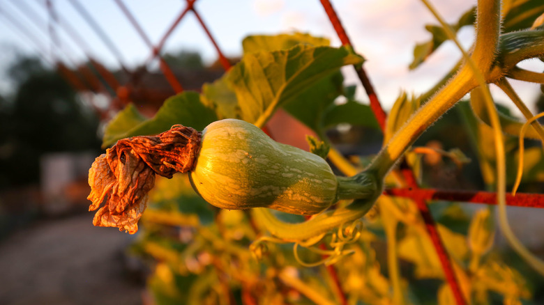 Squash growing on a trellis