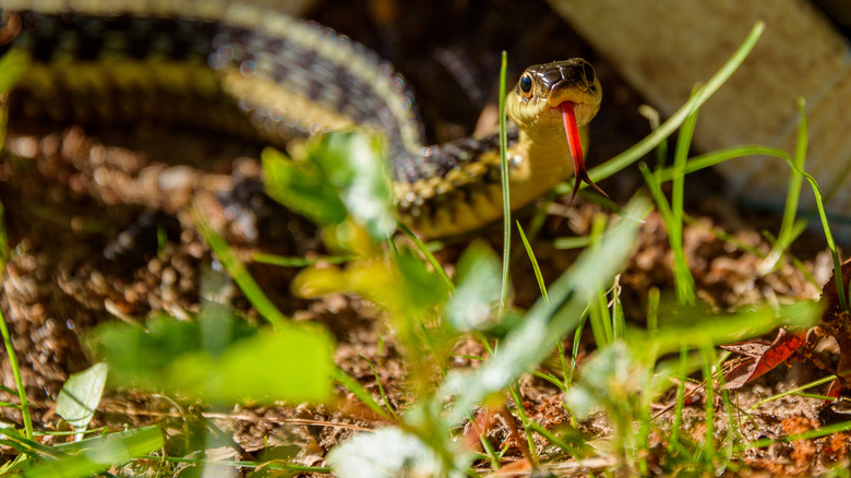 Garter snake in a yard 