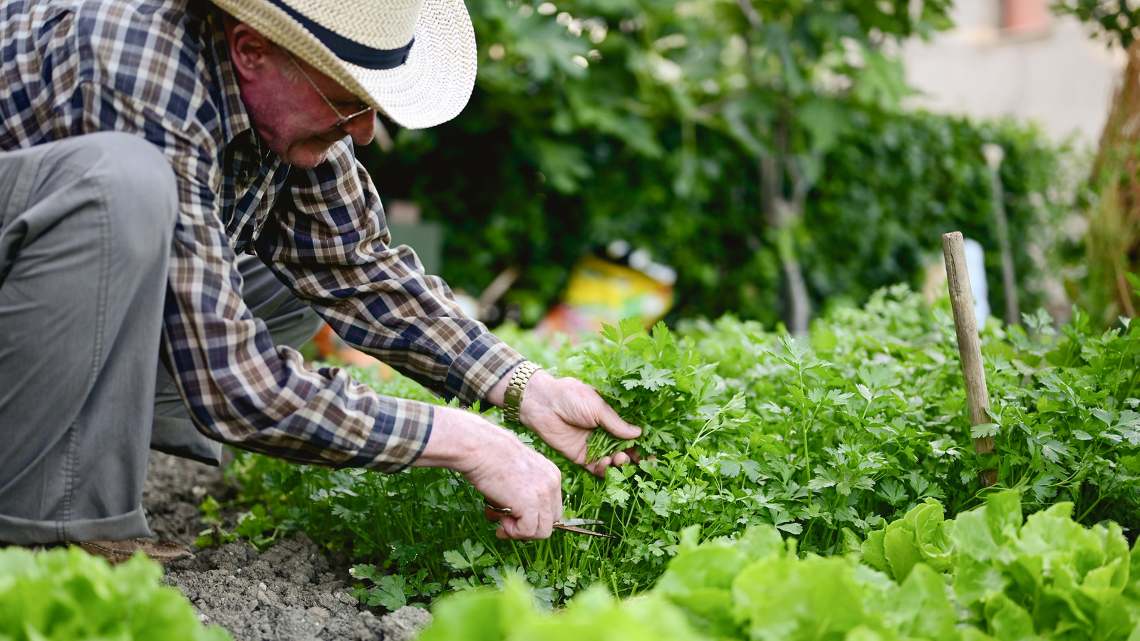 Mistakes Everyone Makes When Trying To Grow Parsley In The Winter