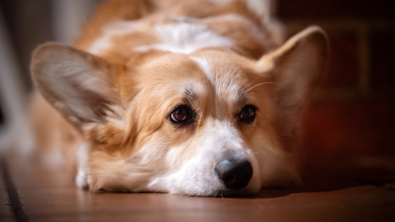 Corgi lying on the ground