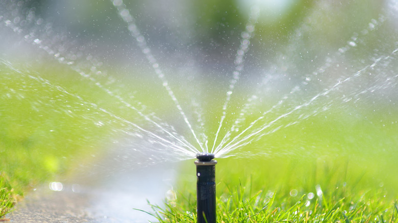 A sprinkler watering the sidewalk