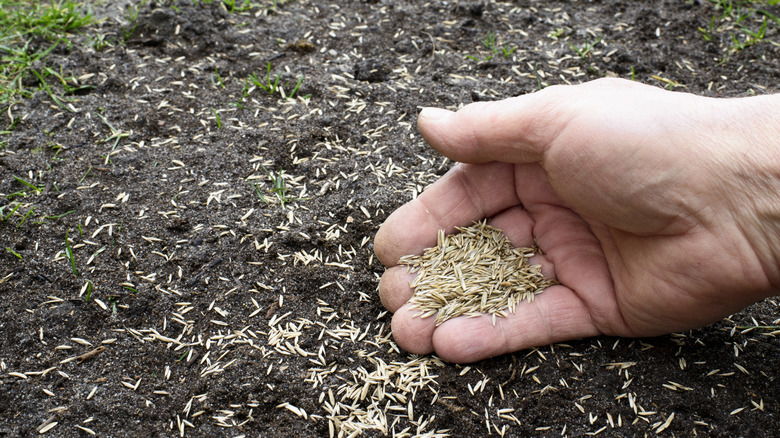 A person planting grass seed