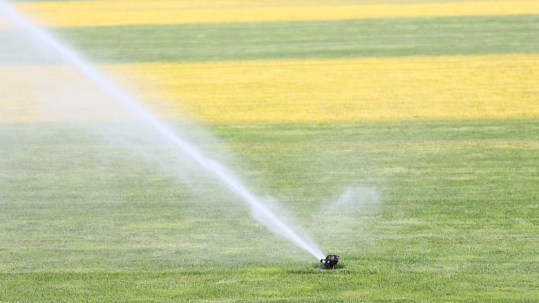 A sprinkler watering the lawn