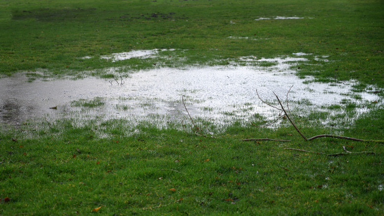 A huge puddle on a lawn