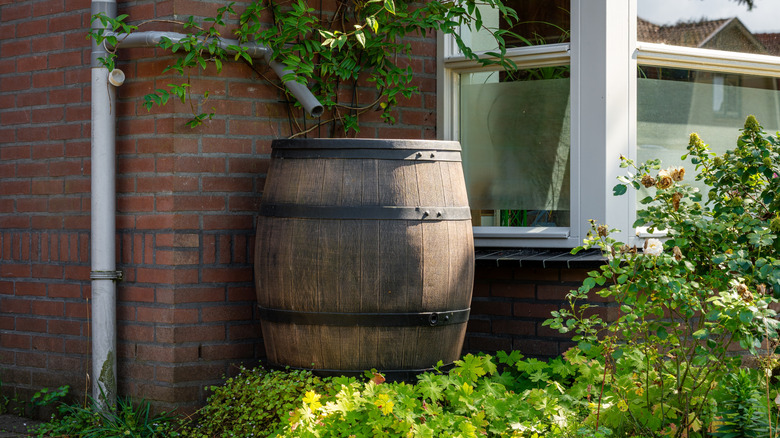 A rainwater collection barrel next to a house