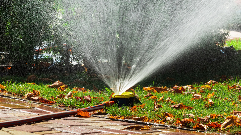 Watering the lawn during fall