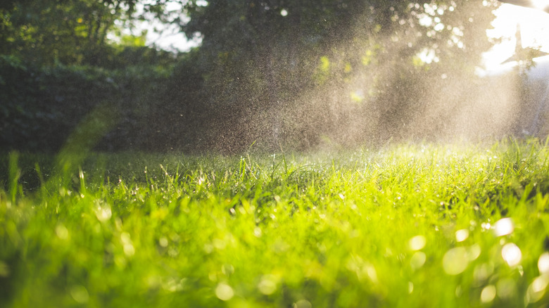 Wet grass in the sunlight