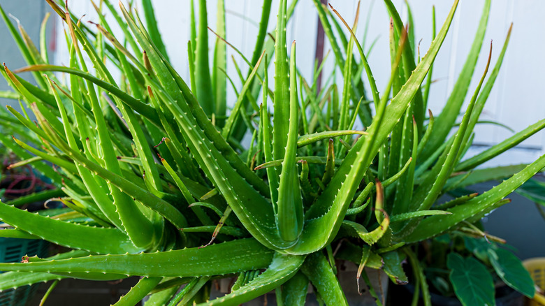 A large aloe vera plant in good condition growing outdoors.