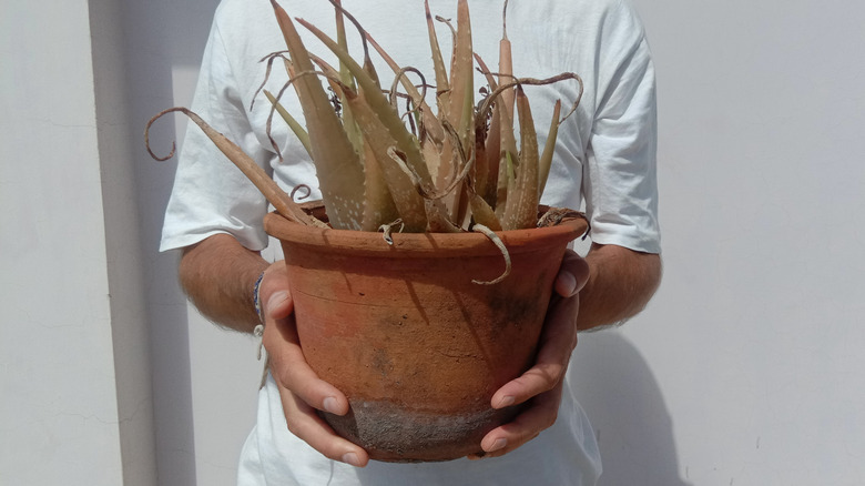 A gardener holds a potted aloe plant with wilted, browning leaves.