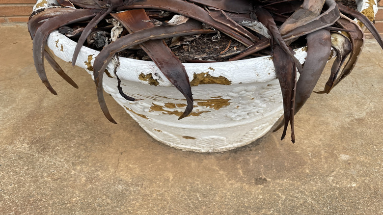 A dark brown, wilted, rotten aloe vera plant growing in a white concrete planter beside an outdoor brick wall.