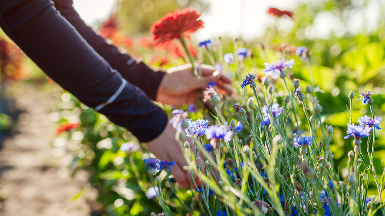 Close-up of a gardener picking flowers