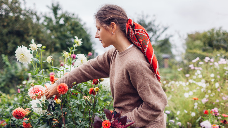 A woman picking dahlias from a garden