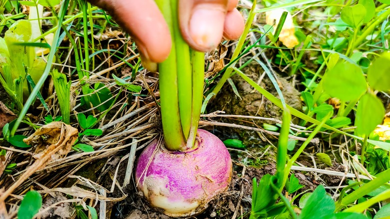 Turnip in the garden