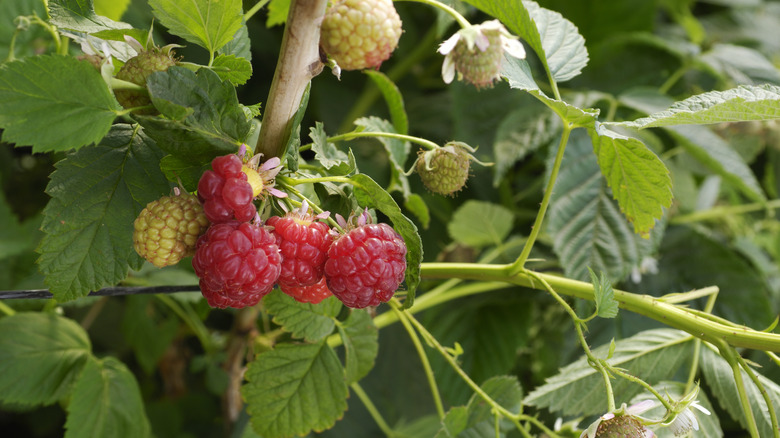 ripe raspberries on a plant