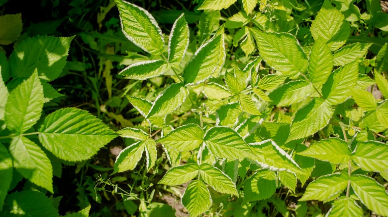 diseased raspberry plant