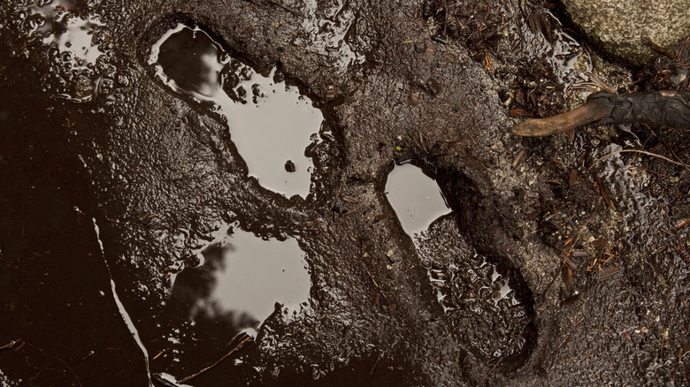foot prints in mud
