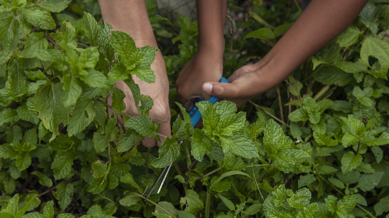 hands working with mint plants