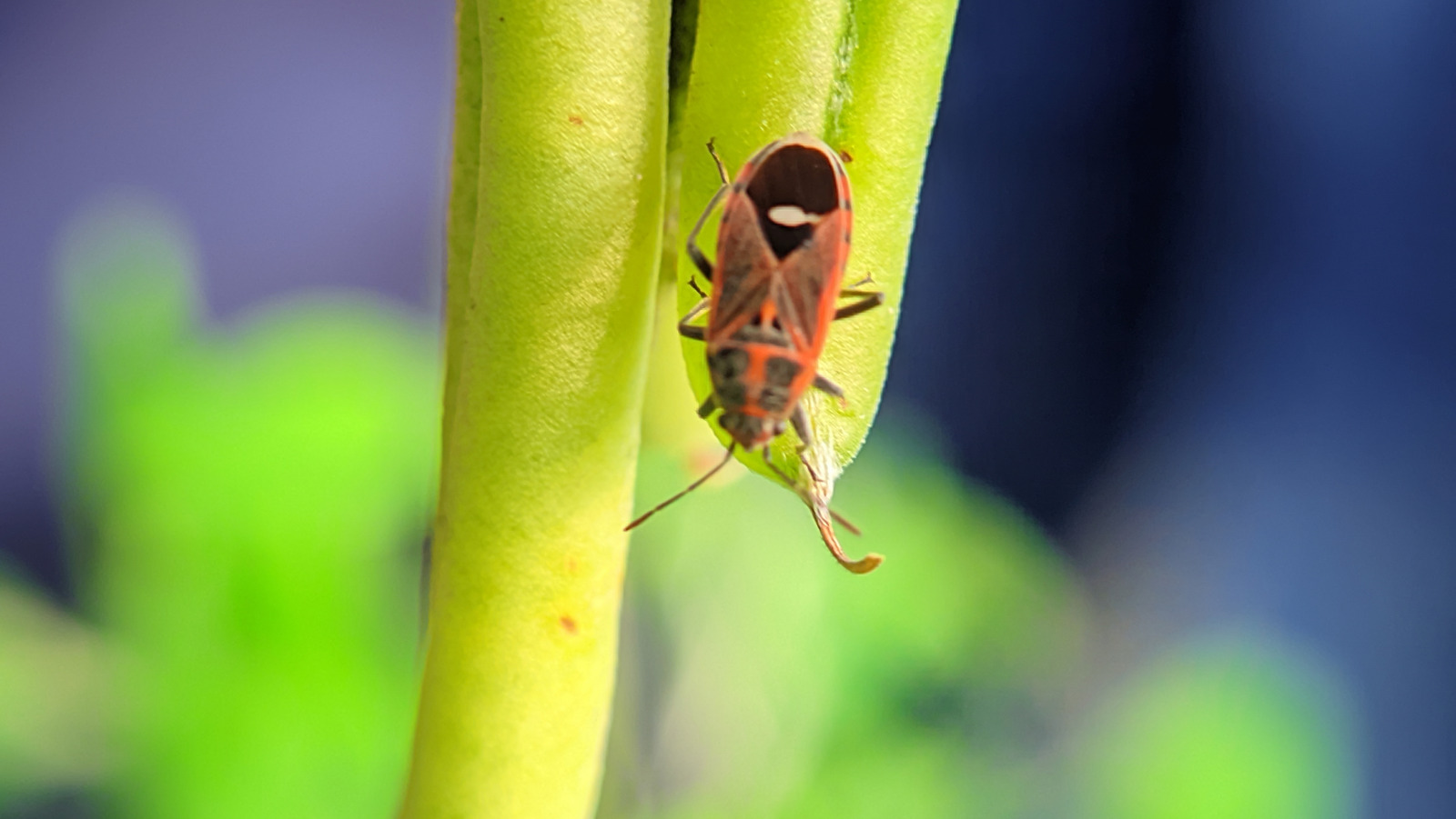 Mistakes Everyone Makes When Dealing With Chinch Bugs