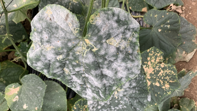 Cucumber foliage shows signs of powdery mildew.