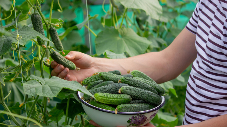 A gardener harvest ripe cucumbers from his garden.
