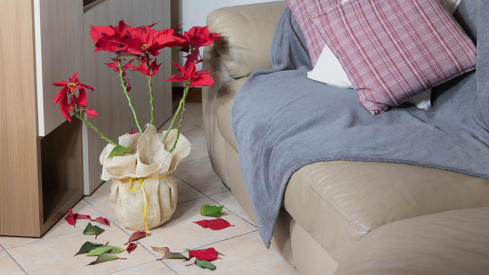 Mistakes To Avoid When Caring For A Poinsettia Plant