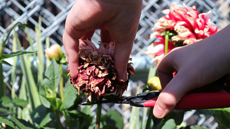 Deadheading spent flowers