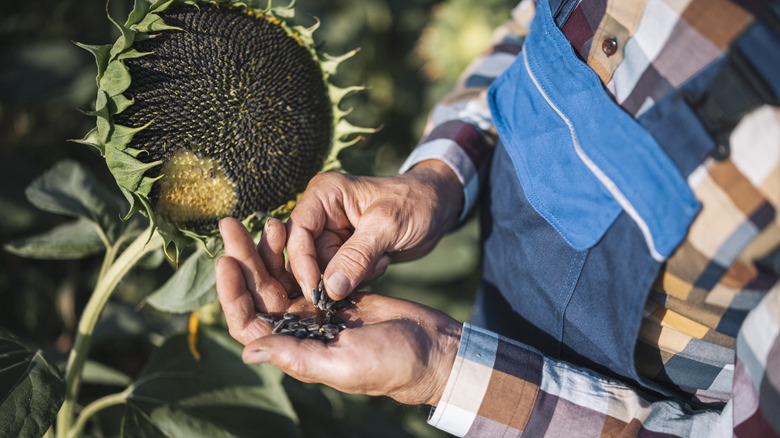Saving sunflower seeds