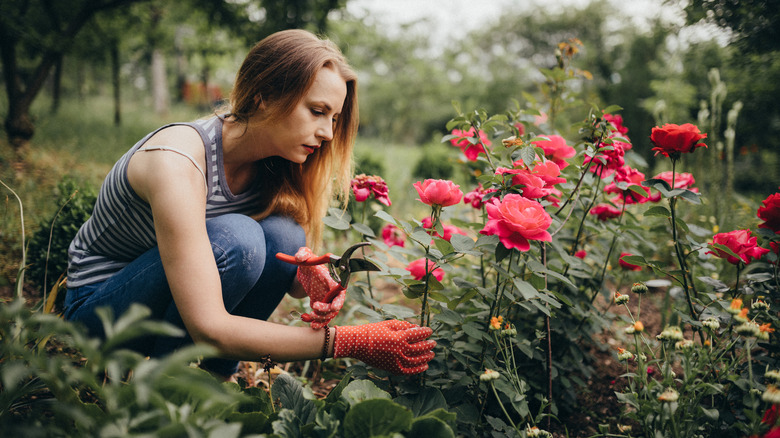 Woman deadheading roses