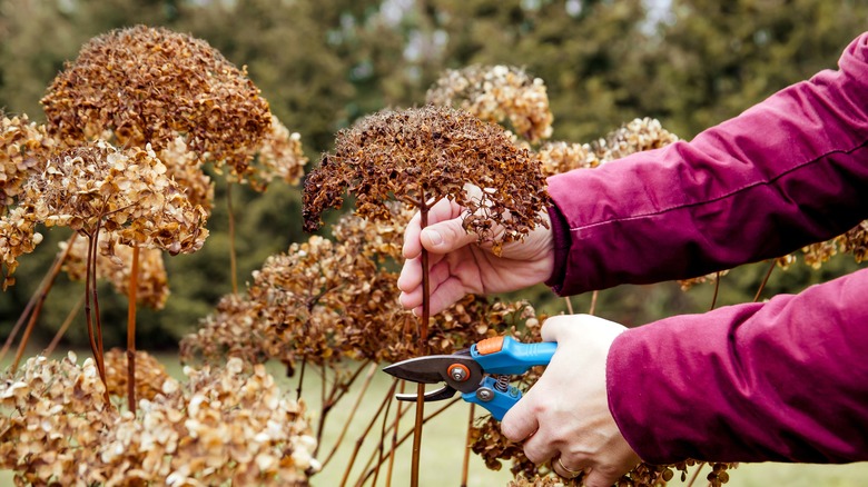 Deadheading spent flowers