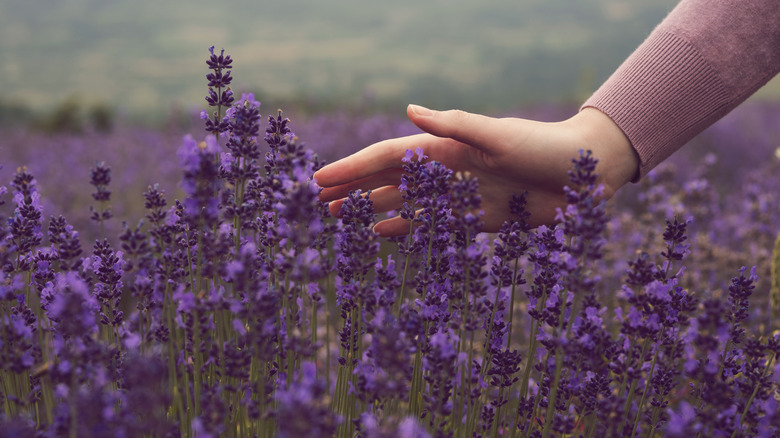 hand over lavender plants