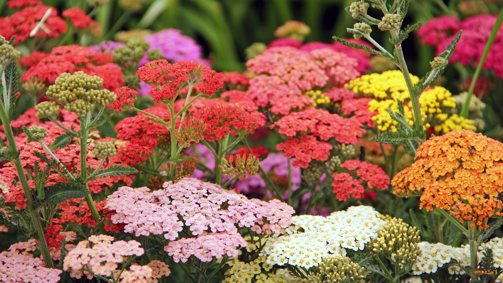 How To Grow Yarrow In Containers Without Making Common Mistakes