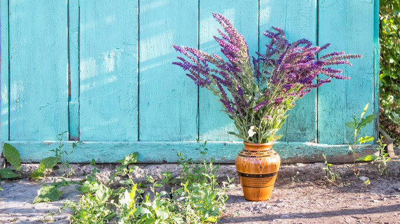 lavender in vase outside