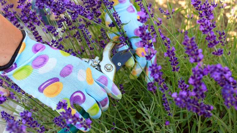 person pruning lavender