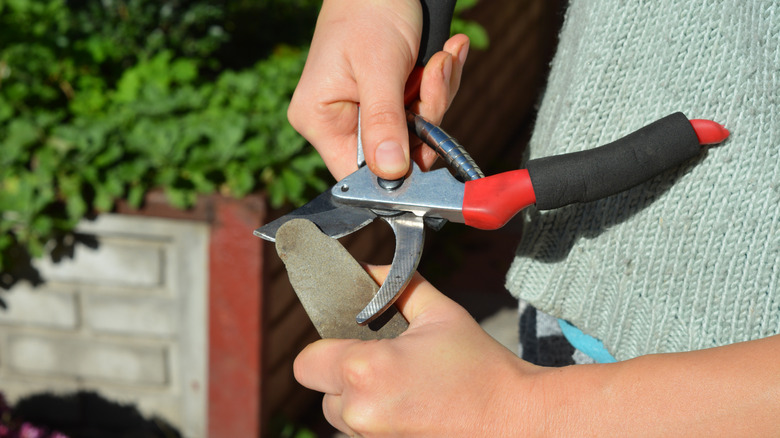 person sharpening secateurs