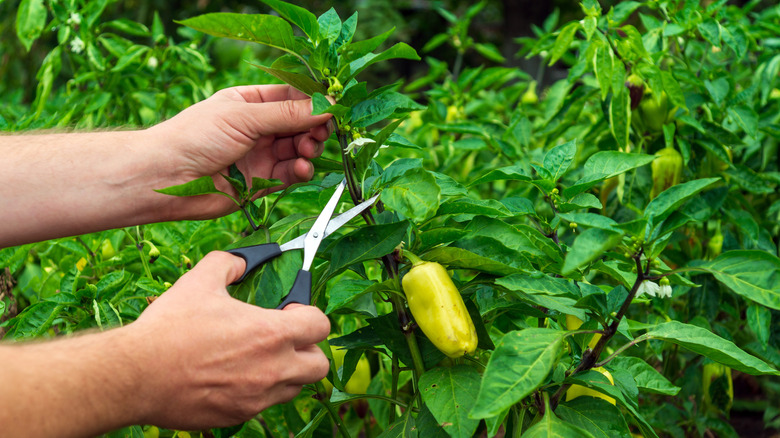 gardener pruning a pepper plant