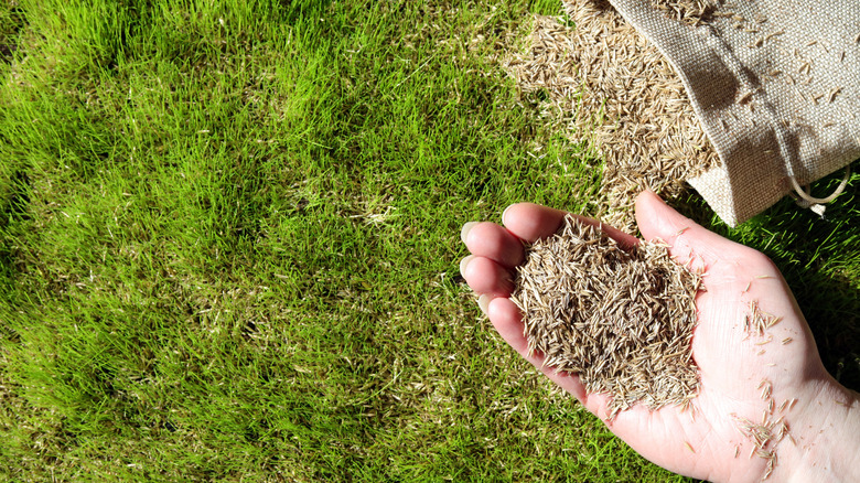 Hand holding a handful of grass seeds above lawn