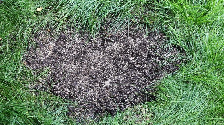 Freshly seeded bare patch on a lawn
