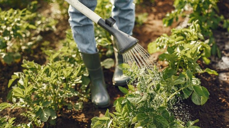 Person in boots watering plants