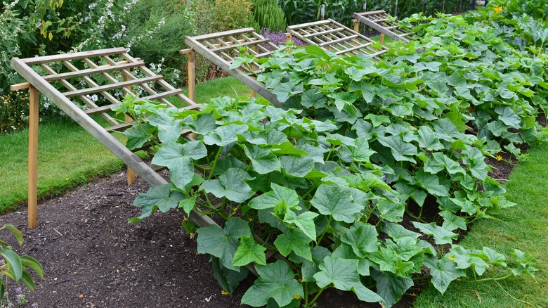 Cucumbers growing on trellis