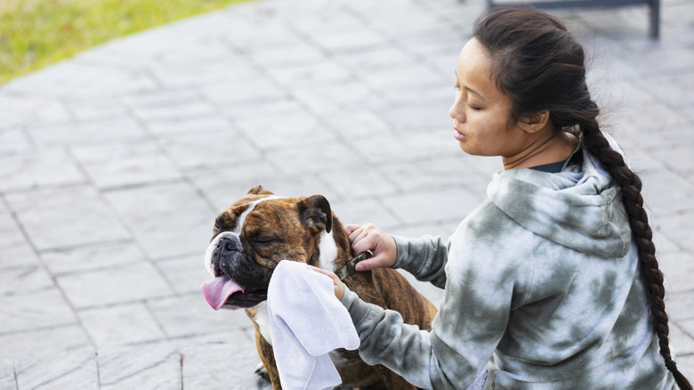 A young Asian woman wipes down a dog on her porch.