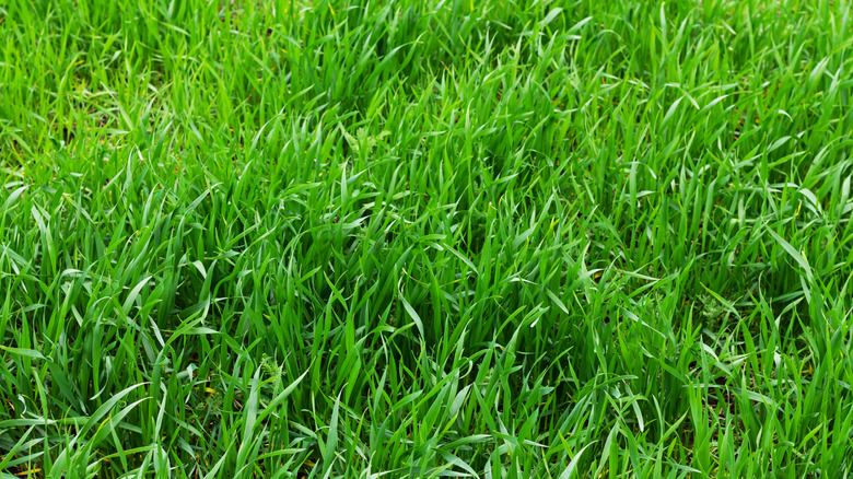 Tall, green grass in a field.